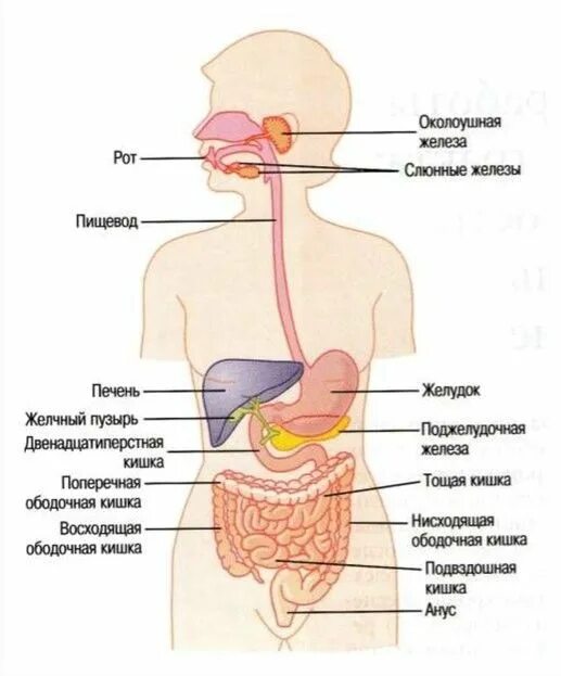 Рот пищевод кишечник. Физиология желудочно кишечного тракта. Физиология пищеварительной системы желудка. Схема пищеварительной системы человека пищевод. Пищеварительная система состоит из пищеварительного тракта.