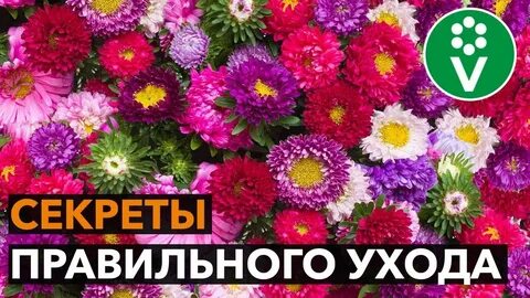 Можно сажать астру под зиму