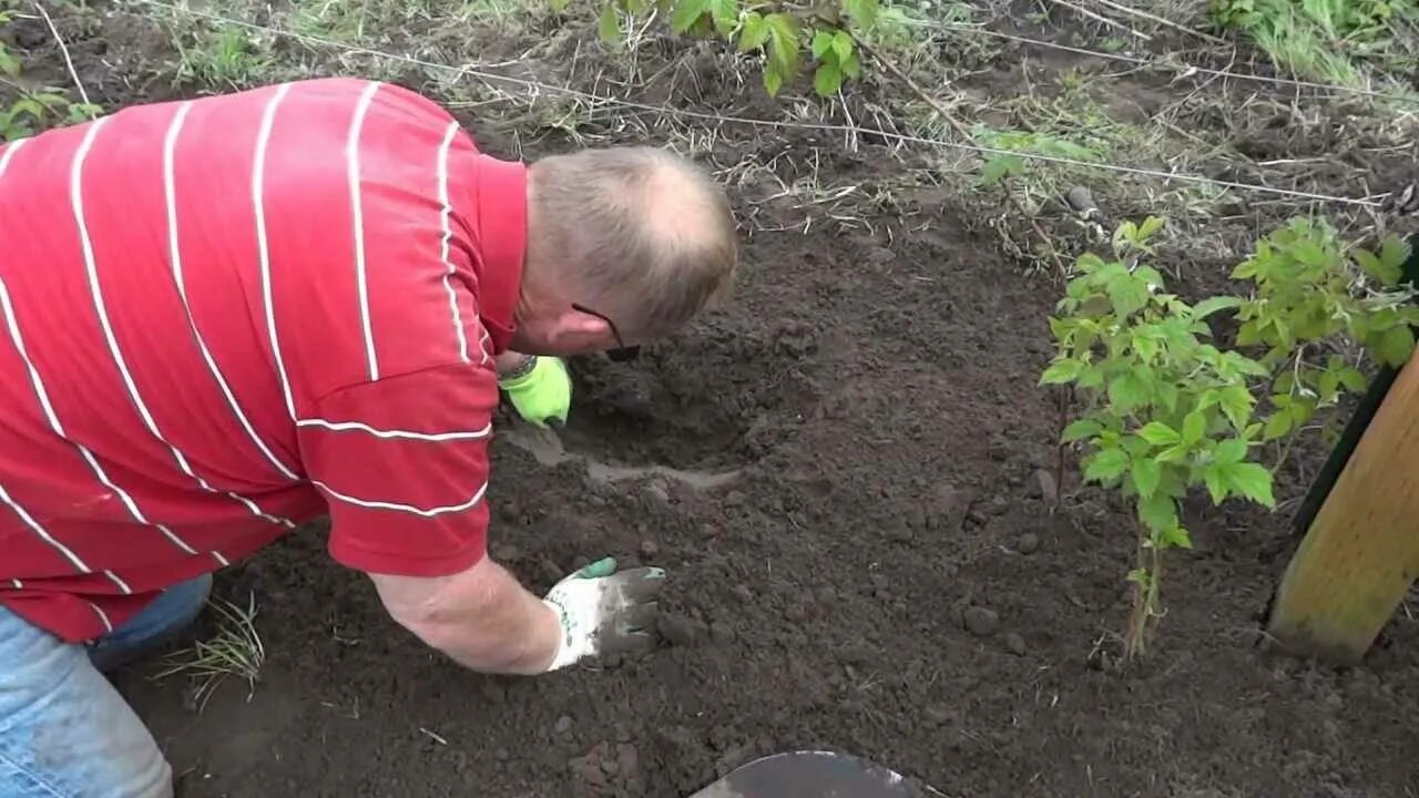Поросль ежевики. В каком месяце можно пересаживать малину. Посадка ремонтантной малины весной. Рассадка малины. Траншея для малины.