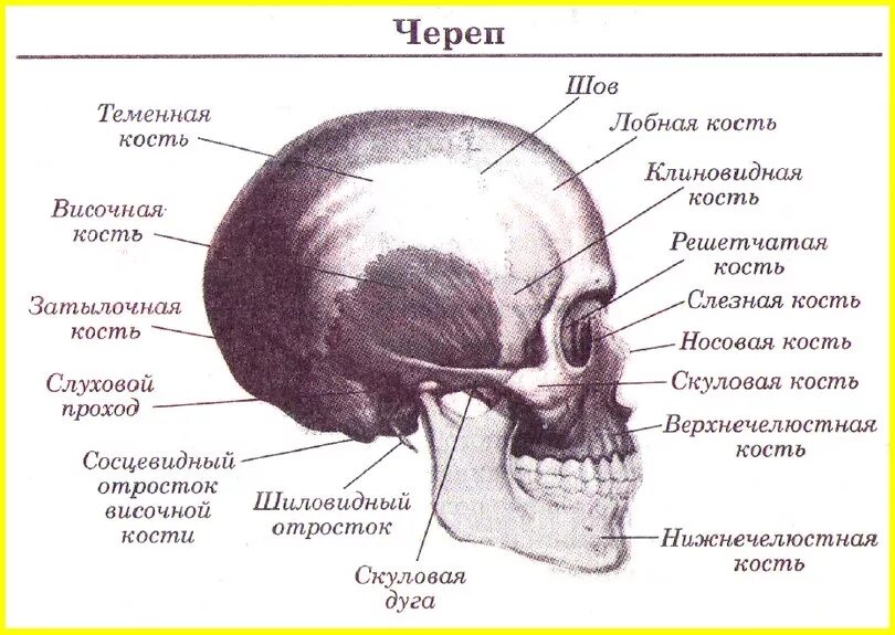 Височная кость черепа анатомия человека. Сосцевидный отросток черепа анатомия. Строение черепа сосцевидный отросток. Сосцевидный отросток височной кости анатомия.