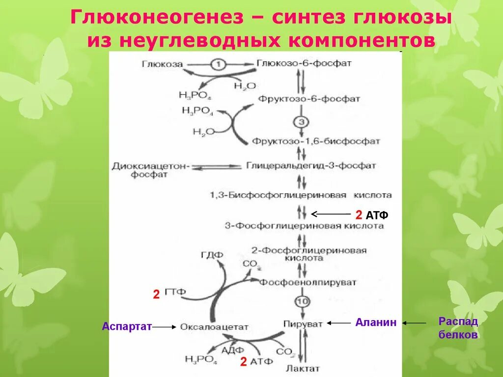 Синтез глюкозы в организме. Глюконеогенез схема с ферментами. Схема синтеза Глюкозы из пирувата. Биосинтез Глюкозы схема. Глюконеогенез схема с формулами.