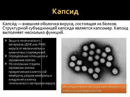 Из чего состоит оболочка вируса