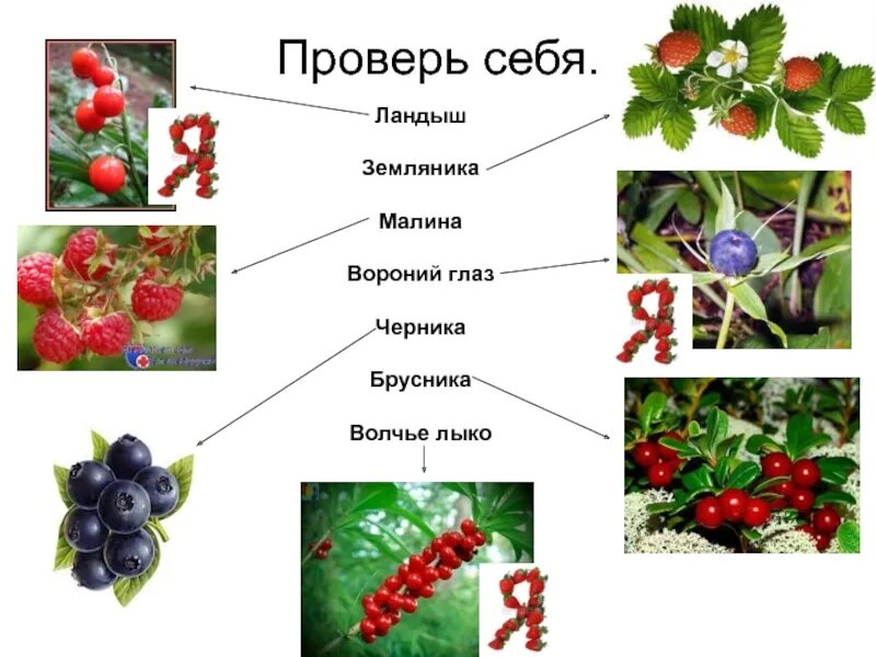 Ягода части слова. Лесные ягоды ядовитые и съедобные. Ягоды съедобные и несъедобные Лесные ягоды. Лесные ягоды съедобные и несъедобные для детей. Несъедобные ягоды 2 класс окружающий мир.