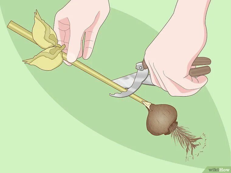 Как срезать тюльпаны. Подрезание тюльпанов. обрезать тюльпаны. обрезать луковицу тюльпана.
