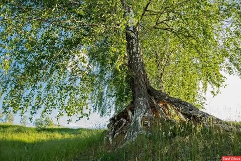 Раскидистая береза