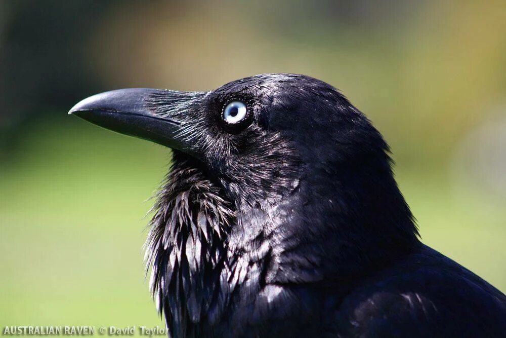 Corvus coronoides. Клюв ворона. Глаза ворона. Ворон клюв. Ворон и ворона клюв