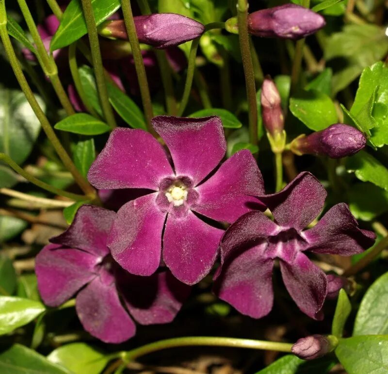Барвинок vinca minor. Small variety. Кабачок тинторетто. Small variety. Small variety.