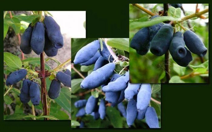 Жимолость морена с5. Жимолость самоопыляемая для подмосковья. Жимолость лакомка куст. Жимолость избранница. Жимолость омега.