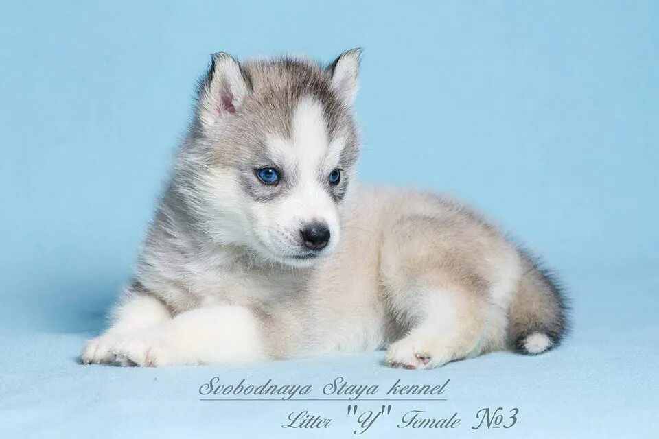 Хаски девочки фото. Хаски девочка. Щенки хаски девочки. Щенки хаски девочки. Сибирский хаски.