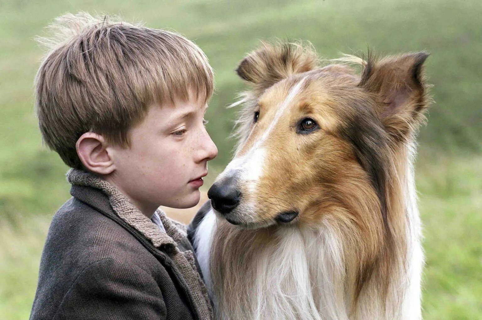 Лэсси 2005. Лесси фильм 2005. Колли фильм 2005. Сериал про колли Лесси