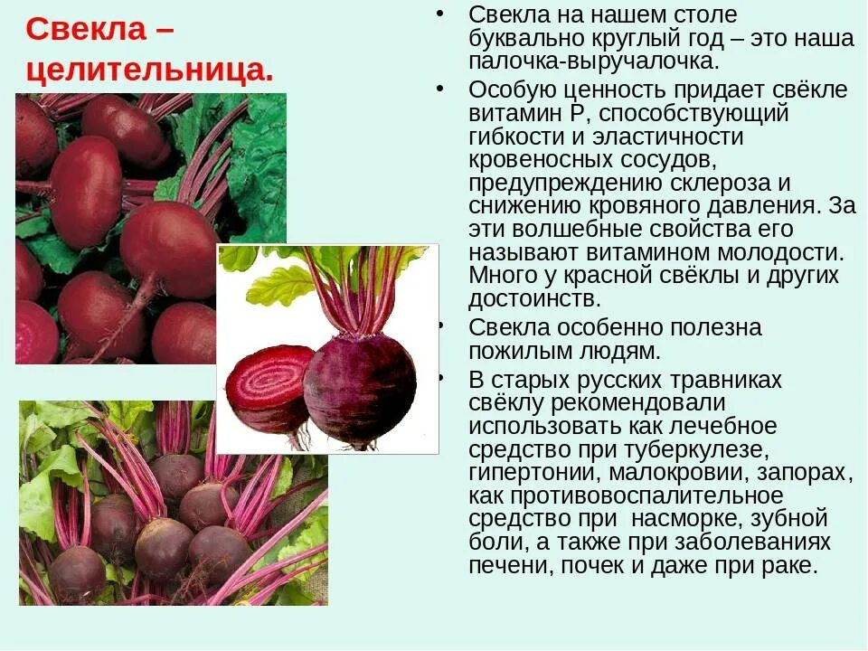 Свекла. Свекла свежая. Свекла описание. Что полезного в свекле. Свекла для печени польза