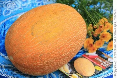 Дыня солнечная