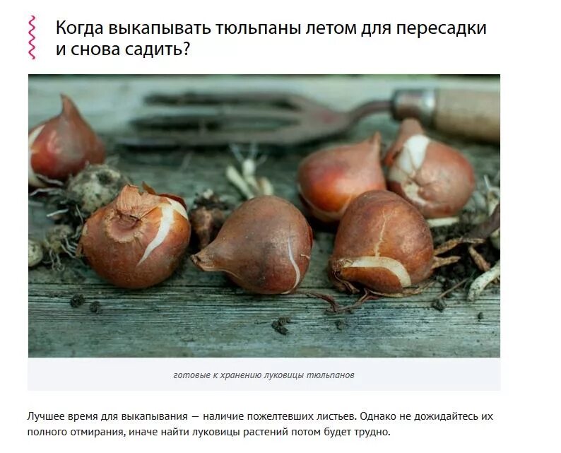 Почему луковицы тюльпанов. Луковицы тюльпанов фото как выглядят. плохая луковица тюльпана. хранение луковиц тюльпанов летом. мягкие луковицы тюльпанов.