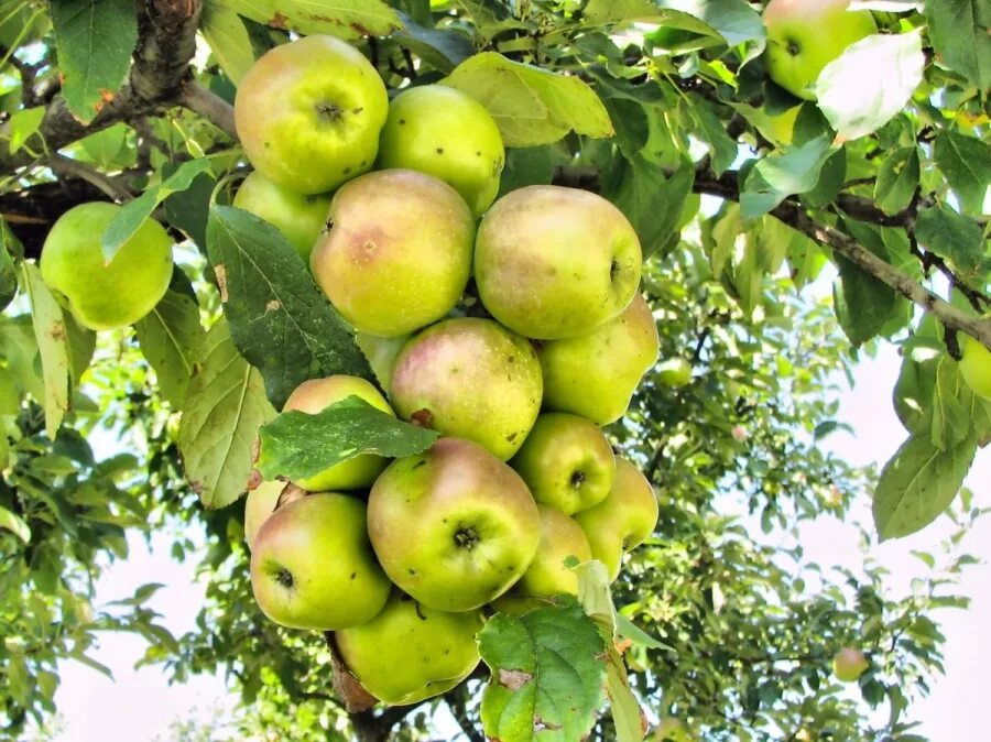 В саду где растут яблоки 2 сортов. Яблоки растут. Яблоки садовые. Яблоня дерево. Плод яблони.