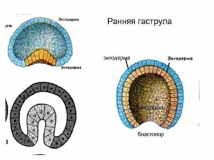 Гаструла эктодерма энтодерма. Бластула бластопор. ранняя гаструла эктодерма. бластула гаструла бластопор. бластомеры бластоцель бластопор.