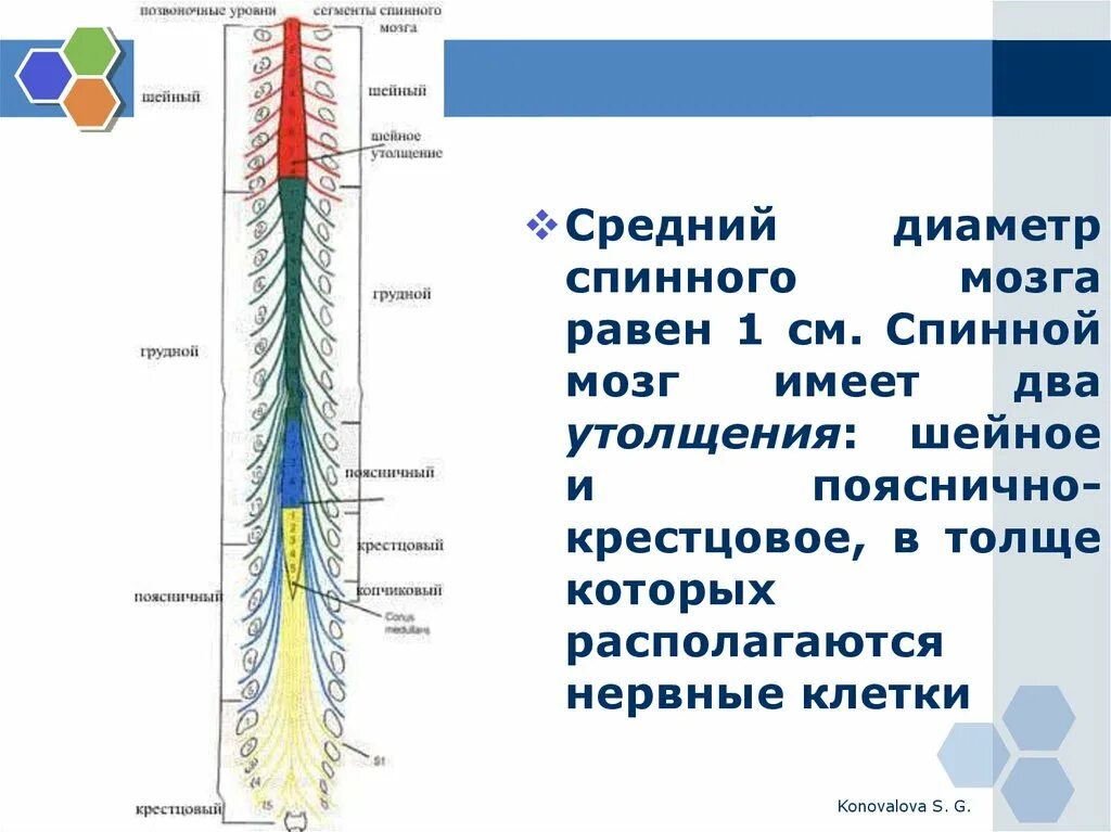 Спинной мозг анатомия шейное утолщение. Пояснично-крестцовое утолщение спинного. Шейное утолщение спинного мозга. Шейное утолщение спинного мозга сегменты.