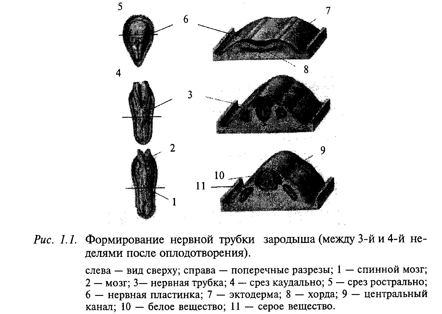Содержит нервную трубку в эмбрионе зародыша. Формирование нервной трубки зародыша между 3 и 4 неделями. формирование нервной трубки эмбриона. формирование зародыша трубки. этапы формирования нервной трубки.