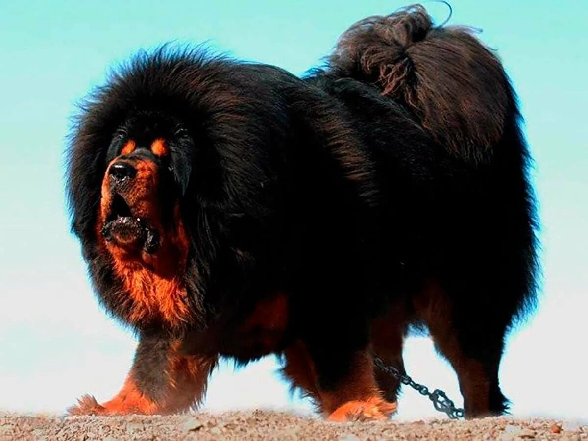 Сколько стоят большие собаки. Тибетский мастиф. Мастиф тибетский мастиф. Мастиф Хонг Донг. Тибетский мастиф рост.
