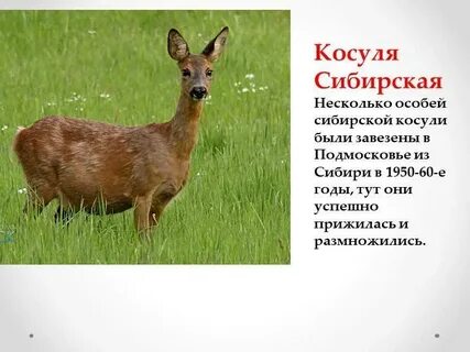 Косуля красная книга