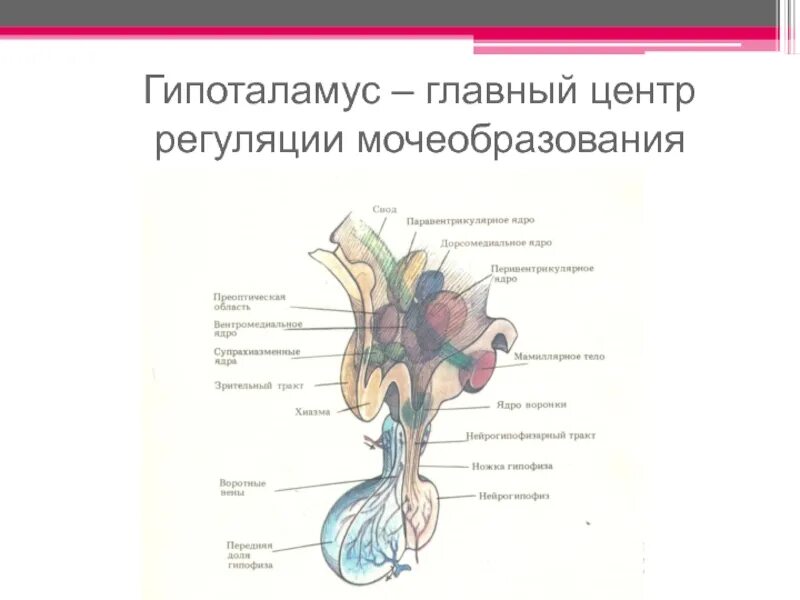 Мозг гипоталамус отделы и функции. Регуляция гипоталамуса. Регуляция желез внутренней секреции отдел головного мозга. Центры регуляции вегетативной нервной системы. Главным центром регуляции.