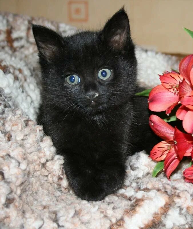 Черный котенок. Котята черного цвета. Русско британский котенок черный. Черный серебристый британец. Какие черные котята есть