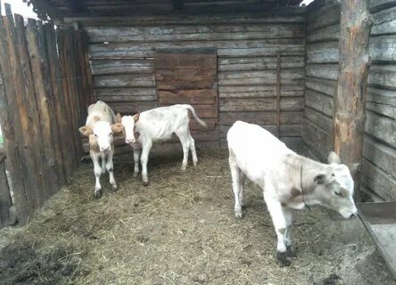 Бычки алтайский край