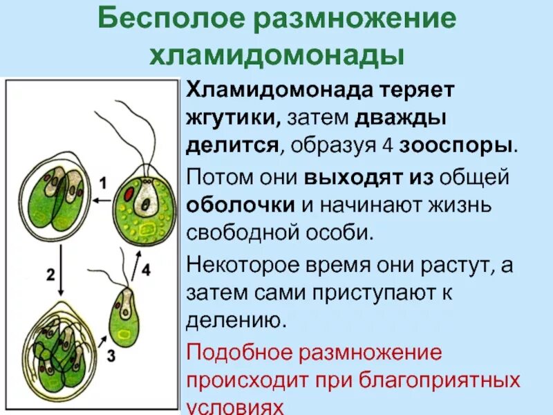 Гаметы бесполого размножения. Гаметы бесполого размножения