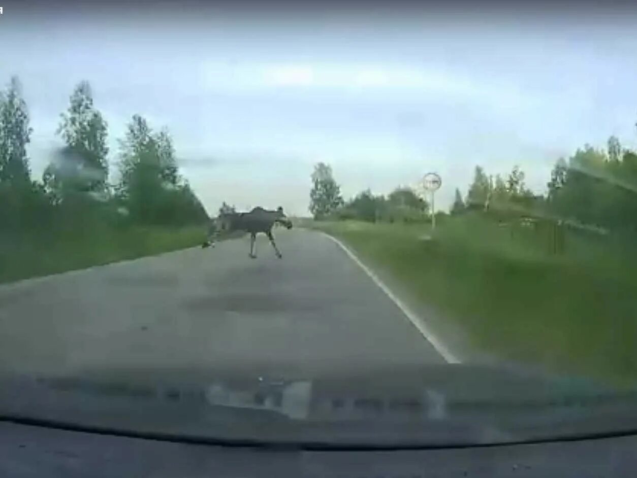 Столкновение с лосем на дороге. ДТП С лосем в Тверской области.