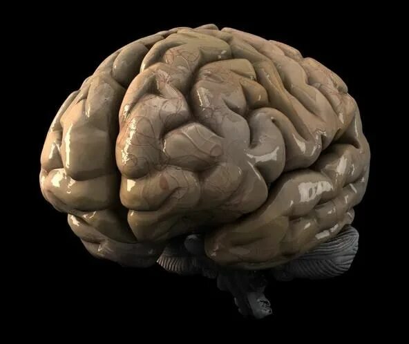 Brain model. Мозг художественное фото. Мозг 3d model Cinema 4d.