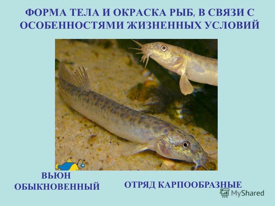 Тип окраски рыб. Отделы тела форма тела рыбы. Форма тела рыб. Форма и цвет тела рыбы. Особенности окраски рыб.