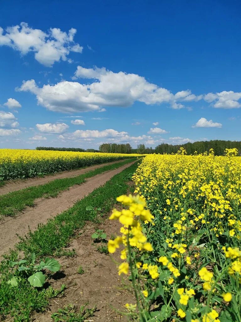 Озимая рожь эстония поле. Поля нсо. Барабинская низменность новосибирская область. Поле равнина белоруссия. Хлебные поля в новосибирске.