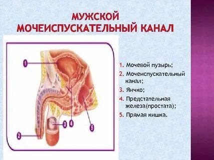 Догги стиліндегі жалаңаш әйелдердің суреттері