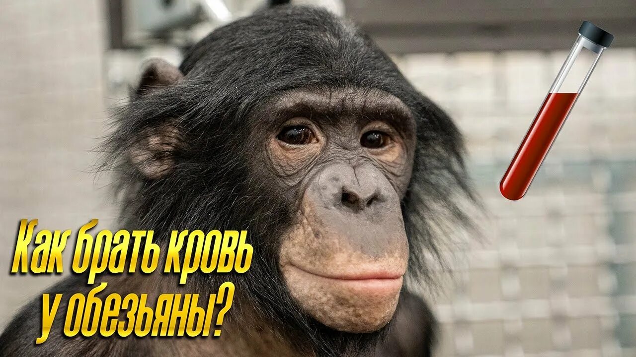 Шимпанзе бони