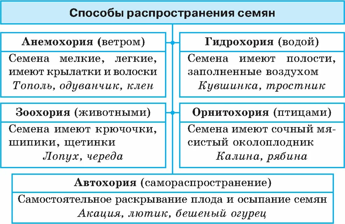 Как называется способ распространения. Способы распространения семян. способы распросранениясемян. способы распространения семян таблица. способы распространения плодов и семян таблица.
