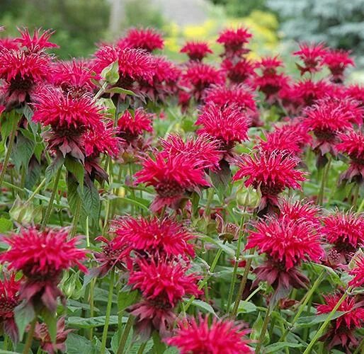 Монарда Gardenview Scarlet. Дикий бергамот монарда. Монарда Purple Lace. Монарда Распберри вайн.