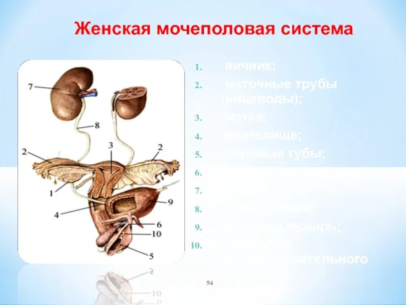 Схема органов мочеполовой системы женской. Анатомия мочеполовой системы женщины. Строение мочеполовой системы у женщин схема. Женская половая система мочевая.