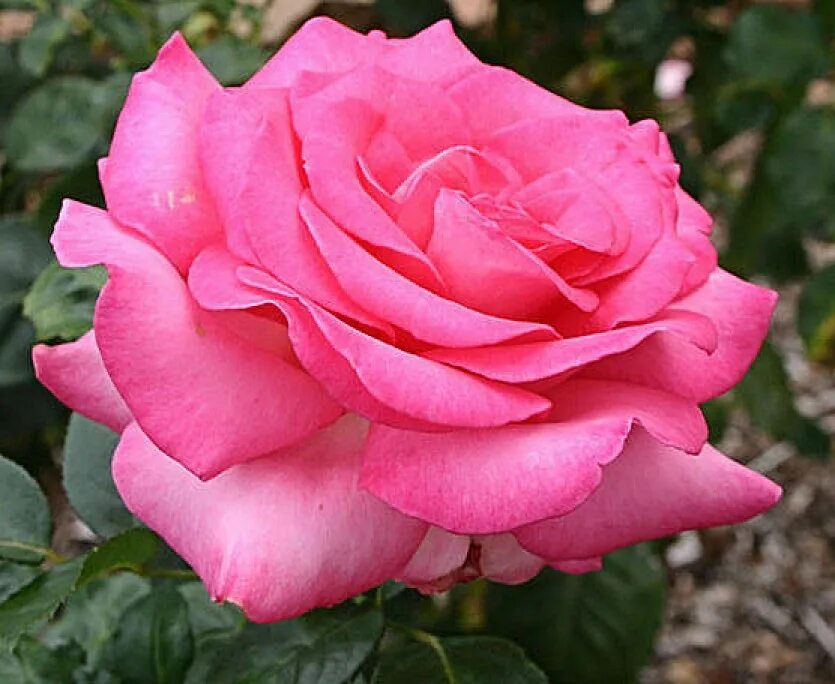 Галерея - Esmeralda (KORmalda, Keepsake, Rose Esmeralda) - Энциклопедия роз