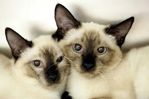 Котята тайской породы