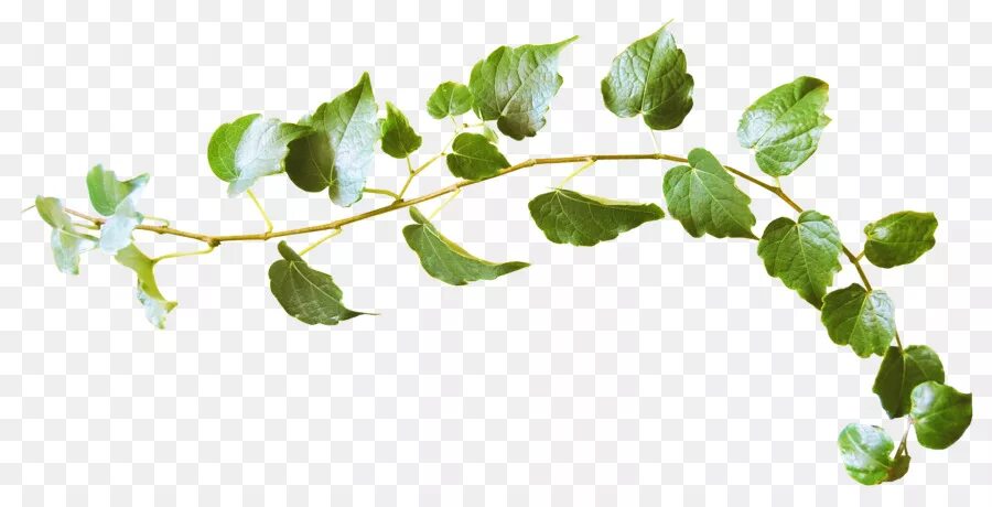 Leaf twig