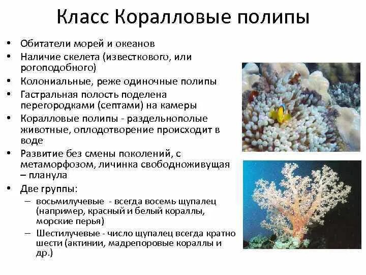 3 признака кишечнополостных. Признаки класса коралловые полипы. Характеристика класса коралловые полипы. Тип Кишечнополостные класс коралловые полипы. Коралловые полипы характеристика кратко.