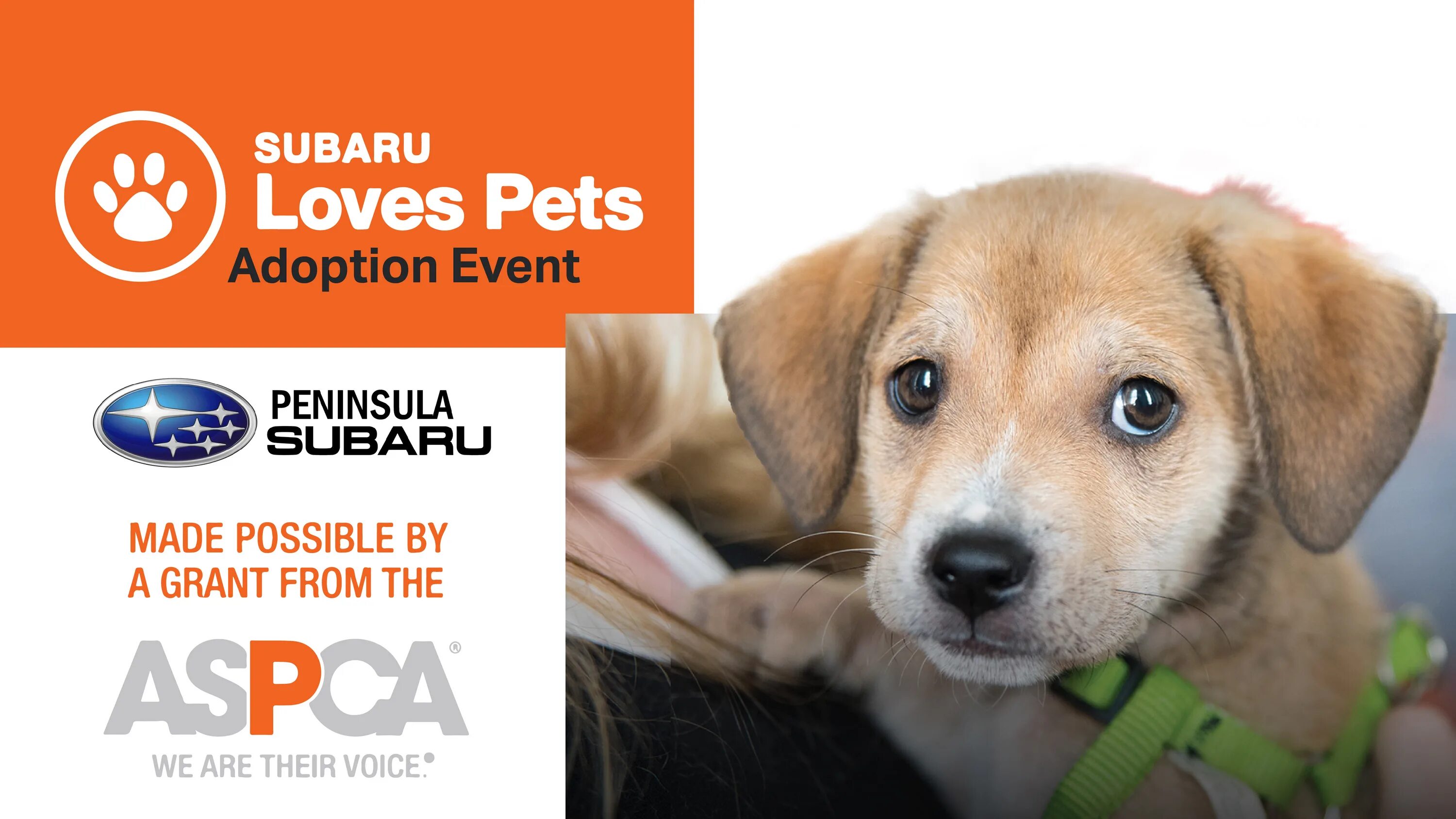 Pets event. Adoption of Pets. Subaru Pets. Subaru Love Pets. Pet adoption Management System.