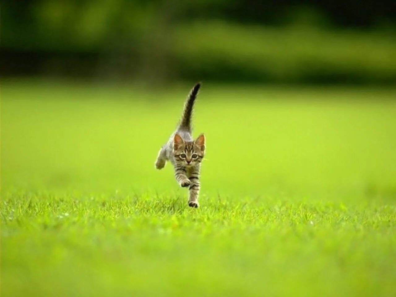 Котенок бежит. Котенок бежит по траве. Котик бегает по траве. Кошка идет по траве.