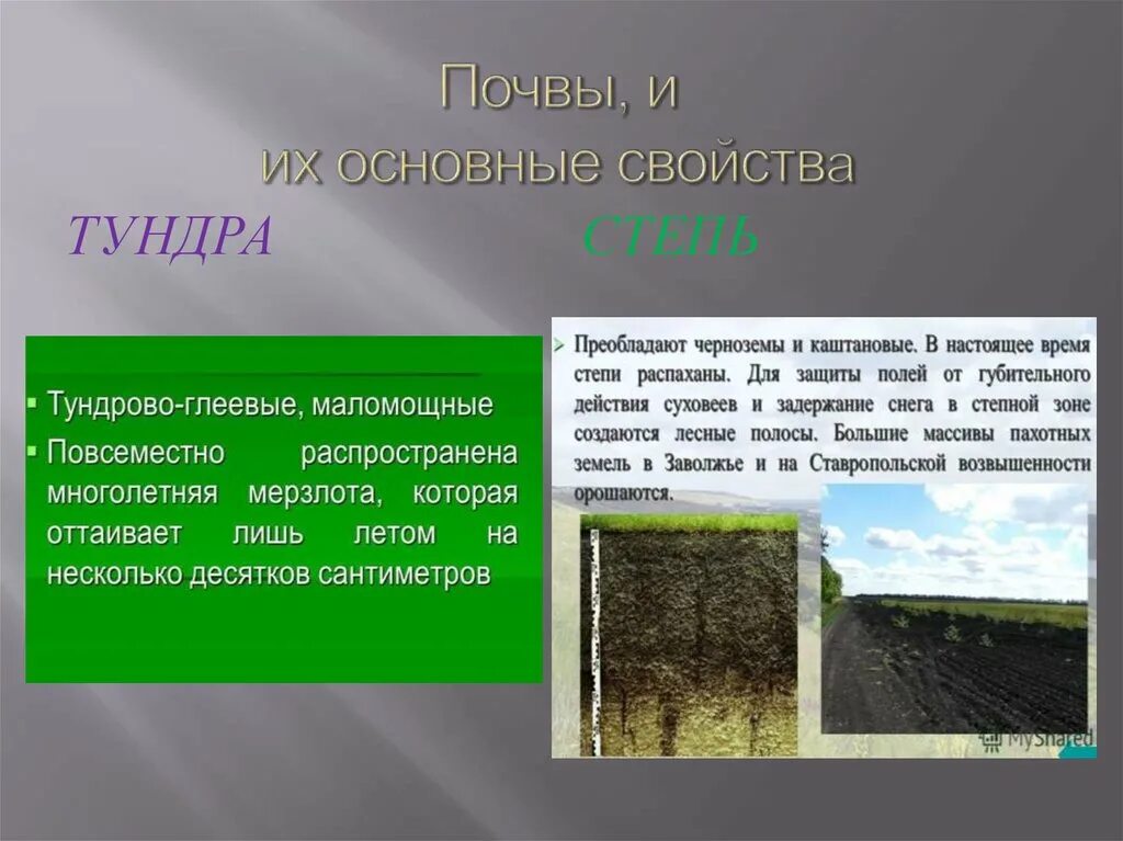 Какие почвы в степях россии. Почвы тундры и степи. Почвы тундры. Основные свойства почвы тундры. Тундра почва и их характеристика.