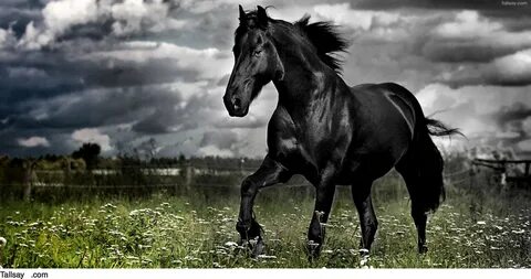 Black hor