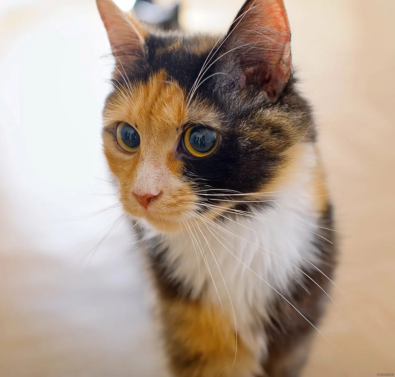 Какие котята родятся у трехцветной кошки. Сибирская кошка трехцветная короткошерстная. Бразильская трехцветная кошка. Страшная трехцветная кошка.
