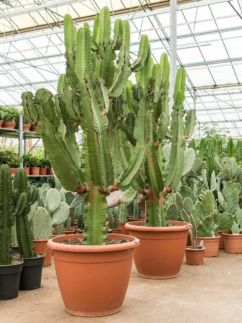 Растительный мир северной америки сагуаро. Карнегия, гигантский кактус в калифорнии. Гранд каньон кактусы. Кактус 2 метра. Кактус молочай эуфорбия.