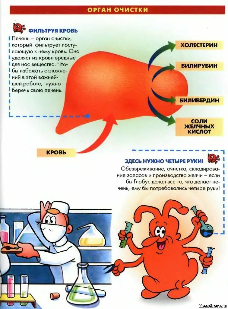 фильтрация печень. функции печени фильтрация. фильтрация печень. фильтрация крови в печени. фильтрация крови в печени.