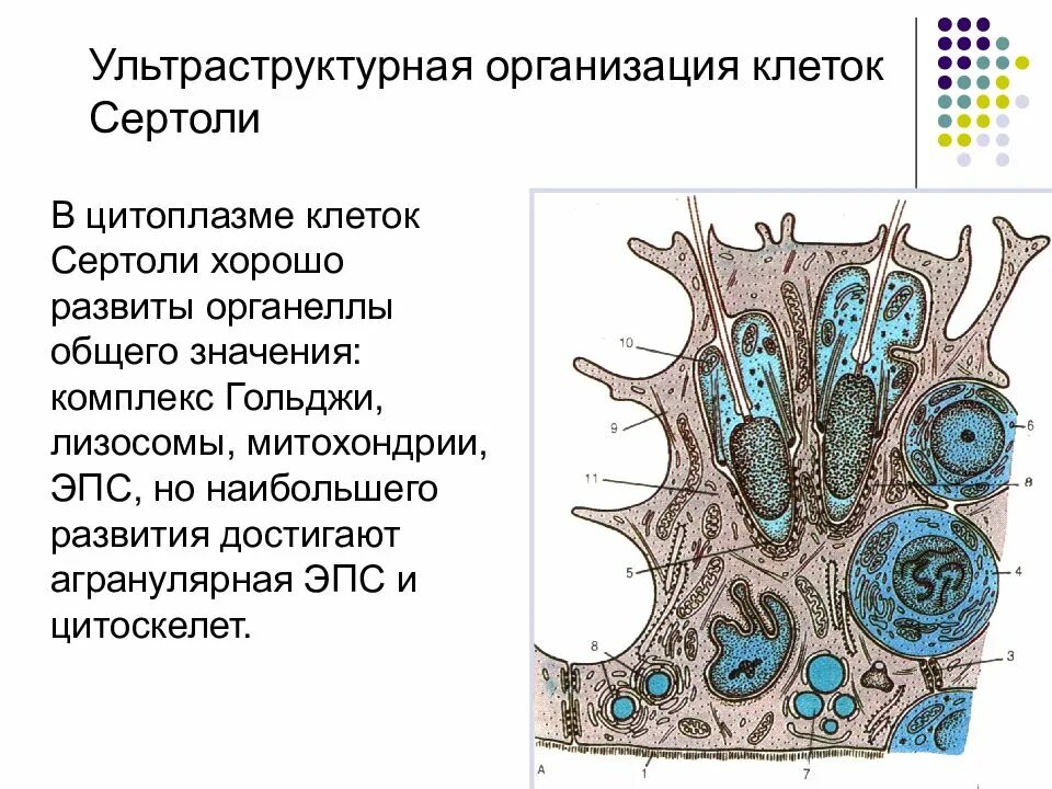 Принципы организации клеток. Структура клетки Сертоли. Ультраструктурная организация клетки. Ультраструктура клетки. Клетки Сертоли это кратко.