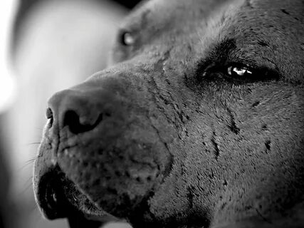Dogs m