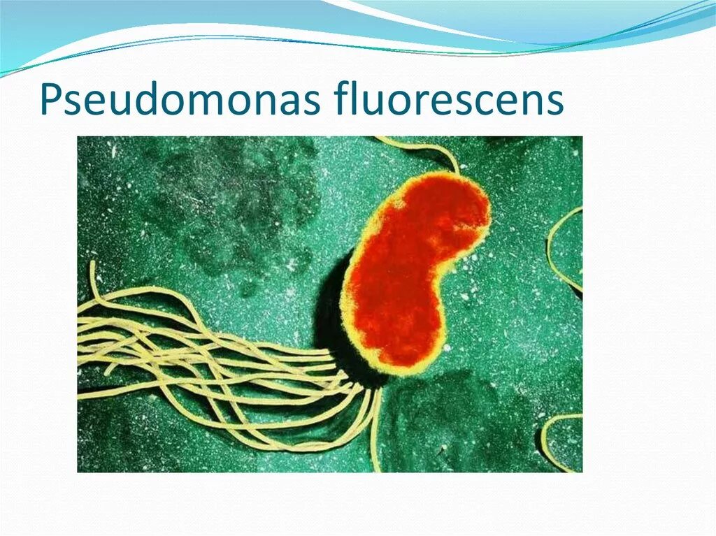 Бактерия Pseudomonas Fluorescens. Pseudomonas Fluorescens под микроскопом. Pseudomonas Fluorescens колония. Флуоресцирующая псевдомонада (Pseudomonas Fluorescens.